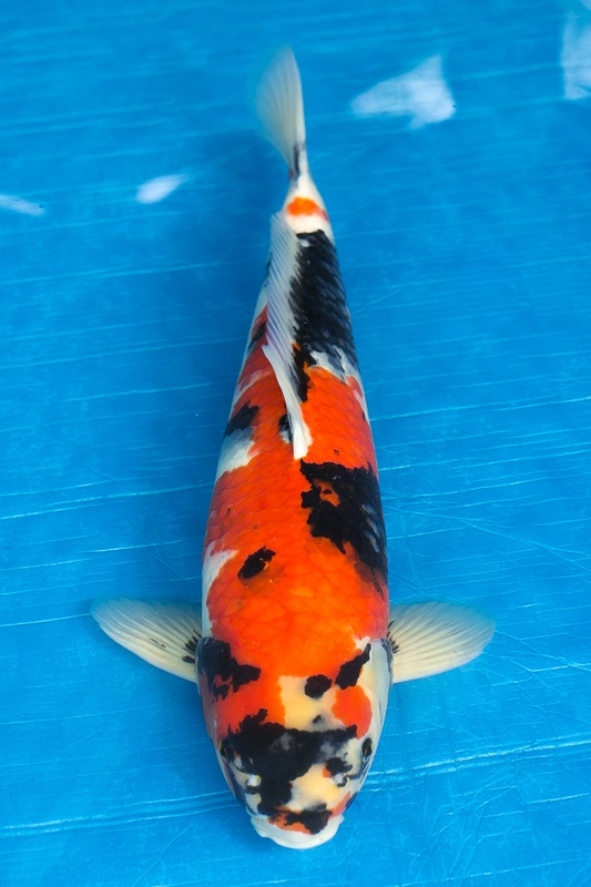 39-昭和三色-48cm-公-2016年產-5000起標-(強度p3-2017元大昭和拍賣會)-1.jpg