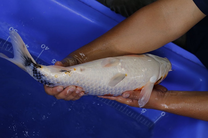 05-昭和三色(超壯)-49cm-母-2016年產-5000起標-(強度p3-2017元大昭和拍賣會)-4.jpg.jpg