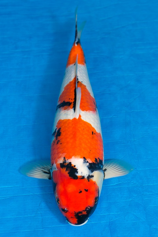 01-昭和三色(頂級魚)-49cm-母-2016年產-10000起標-(強度p3-2017元大昭和拍賣會)-1.jpg.jpg