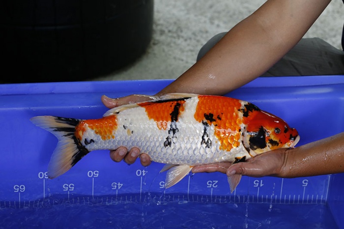 01-昭和三色(頂級魚)-49cm-母-2016年產-10000起標-(強度p3-2017元大昭和拍賣會)-2.jpg.jpg