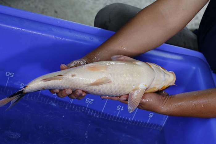 01-昭和三色(頂級魚)-49cm-母-2016年產-10000起標-(強度p3-2017元大昭和拍賣會)-4.jpg.jpg