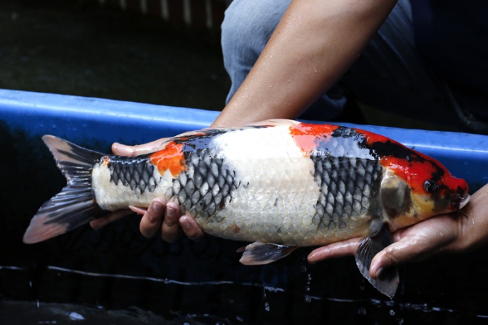 01-昭和(大日VS桃太郎)-54cm-不明-2016年產-30000起標-(御三家錦鯉產業-2017首場拍賣.jpg