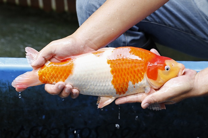 04-紅白(大和Yamato系)-37cm-不明-2017年產-25000起標-(御三家錦鯉產業-2017首場拍賣.jpg