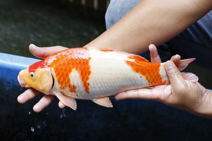 04-紅白(大和Yamato系)-37cm-不明-2017年產-25000起標-(御三家錦鯉產業-2017首場拍賣.jpg