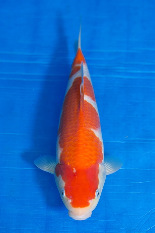 15-紅白(大和Yamato系)-30cm-不明-2017年產-5000起標-(御三家錦鯉產業-2017首場拍賣會.jpg