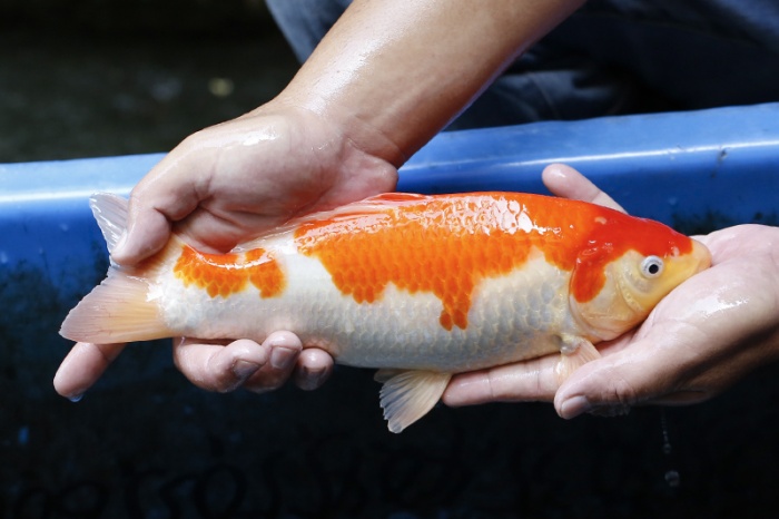 15-紅白(大和Yamato系)-30cm-不明-2017年產-5000起標-(御三家錦鯉產業-2017首場拍賣會.jpg