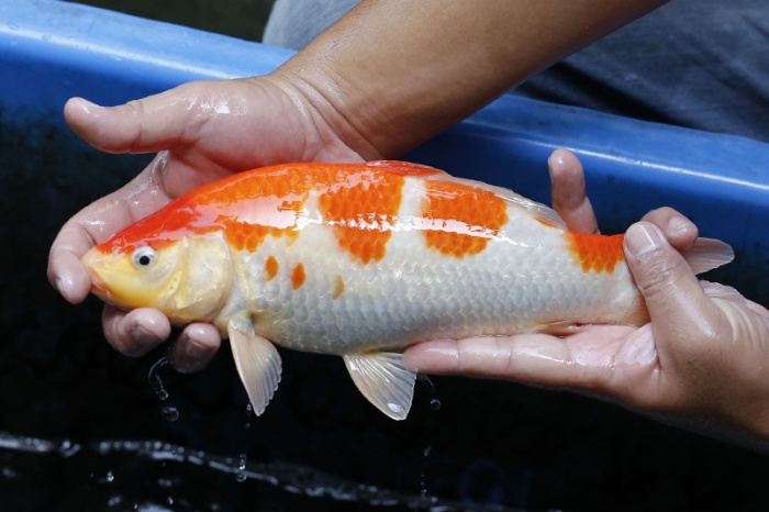 15-紅白(大和Yamato系)-30cm-不明-2017年產-5000起標-(御三家錦鯉產業-2017首場拍賣會.jpg