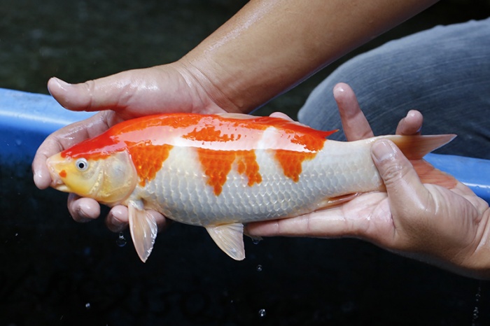 17-紅白(大和Yamato系)-33cm-不明-2017年產-3000起標-(御三家錦鯉產業-2017首場拍賣會.jpg