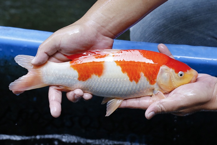 17-紅白(大和Yamato系)-33cm-不明-2017年產-3000起標-(御三家錦鯉產業-2017首場拍賣會.jpg