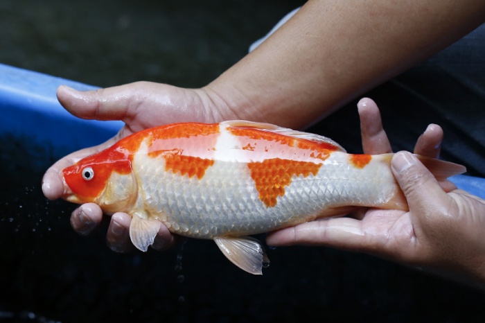 18-紅白(大和Yamato系)-30cm-不明-2017年產-5000起標-(御三家錦鯉產業-2017首場拍賣會.jpg