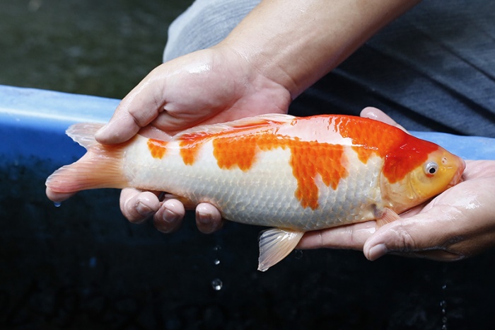 18-紅白(大和Yamato系)-30cm-不明-2017年產-5000起標-(御三家錦鯉產業-2017首場拍賣會.jpg