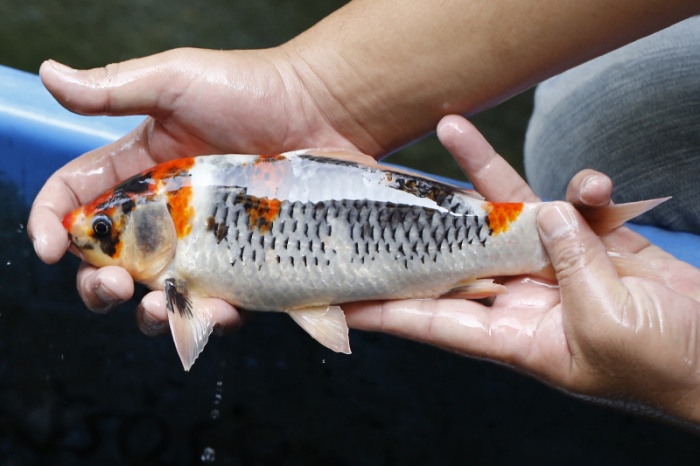 20-昭和(大日VS阪井)-28cm-不明-2017年產-3000起標-(御三家錦鯉產業-2017首場拍賣會)-.jpg