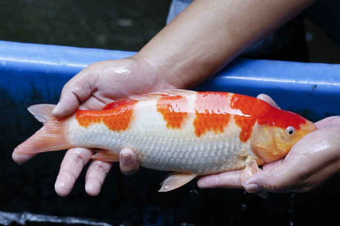 22-紅白(大和Yamato系)-32cm-不明-2017年產-3000起標-(御三家錦鯉產業-2017首場拍賣會.jpg