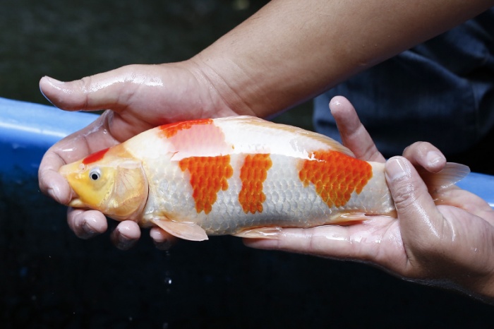 24-紅白(大和Yamato系)-29cm-不明-2017年產-3000起標-(御三家錦鯉產業-2017首場拍賣會.jpg