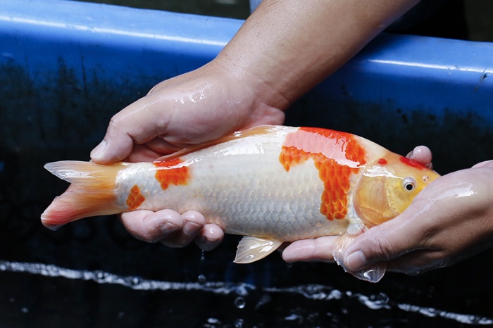 24-紅白(大和Yamato系)-29cm-不明-2017年產-3000起標-(御三家錦鯉產業-2017首場拍賣會.jpg