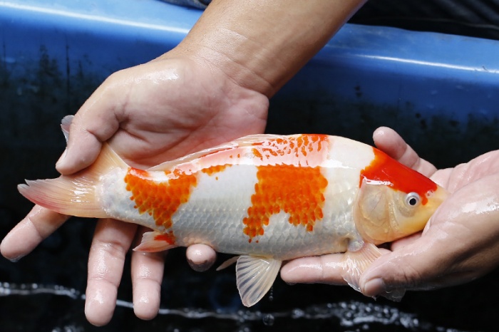 26-紅白(大和Yamato系)-27cm-不明-2017年產-3000起標-(御三家錦鯉產業-2017首場拍賣會.jpg