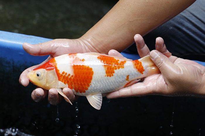 26-紅白(大和Yamato系)-27cm-不明-2017年產-3000起標-(御三家錦鯉產業-2017首場拍賣會.jpg