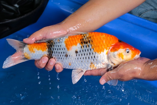 01-昭和三色-37cm-母-2017年產-5000起標-(強勢-2017產-元大紅白首賣會)-2.jpg.jpg