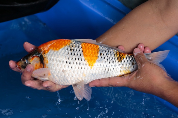 01-昭和三色-37cm-母-2017年產-5000起標-(強勢-2017產-元大紅白首賣會)-3.jpg.jpg