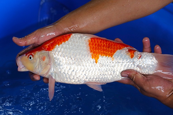 03-紅白-39cm-母-2017年產-5000起標-(強勢-2017產-元大紅白首賣會)-2.jpg