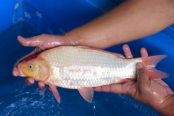 04-丹頂(小蘋果)-35cm-母-2017年產-5000起標-(強勢-2017產-元大紅白首賣會)-3.jpg.jpg