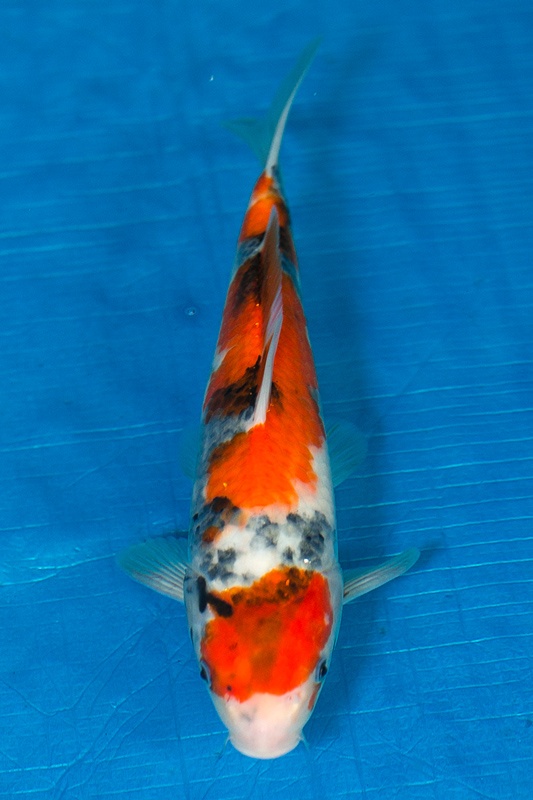 08-昭和三色-34cm-不明-2017年產-3000起標-(強勢-2017產-元大紅白首賣會)-1.jpg.jpg