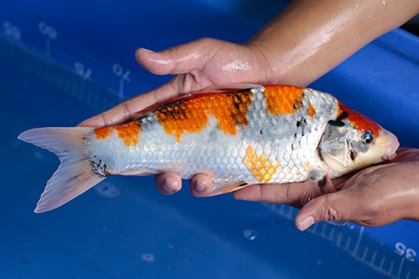 08-昭和三色-34cm-不明-2017年產-3000起標-(強勢-2017產-元大紅白首賣會)-2.jpg.jpg