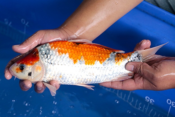 08-昭和三色-34cm-不明-2017年產-3000起標-(強勢-2017產-元大紅白首賣會)-3.jpg.jpg