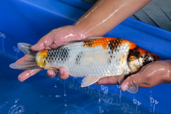 09-昭和三色-36cm-公-2017年產-3000起標-(強勢-2017產-元大紅白首賣會)-2.jpg.jpg