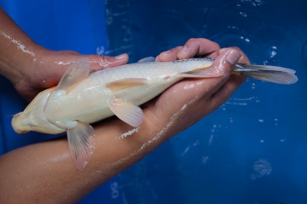 09-昭和三色-36cm-公-2017年產-3000起標-(強勢-2017產-元大紅白首賣會)-4.jpg.jpg