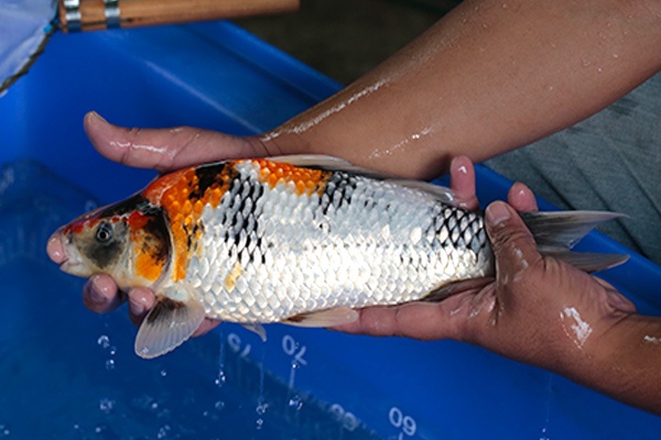 09-昭和三色-36cm-公-2017年產-3000起標-(強勢-2017產-元大紅白首賣會)-3.jpg.jpg