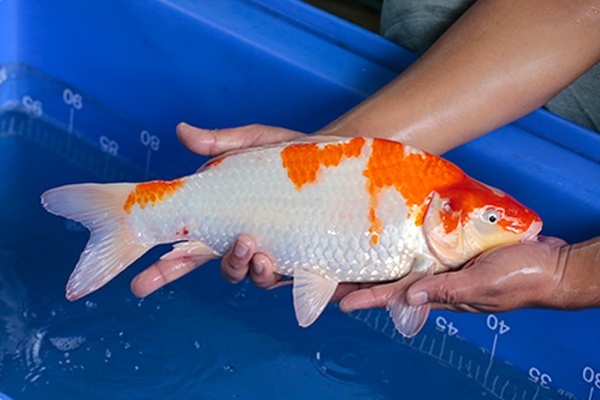 10-紅白-39cm-母-2017年產-3000起標-(強勢-2017產-元大紅白首賣會)-3.jpg