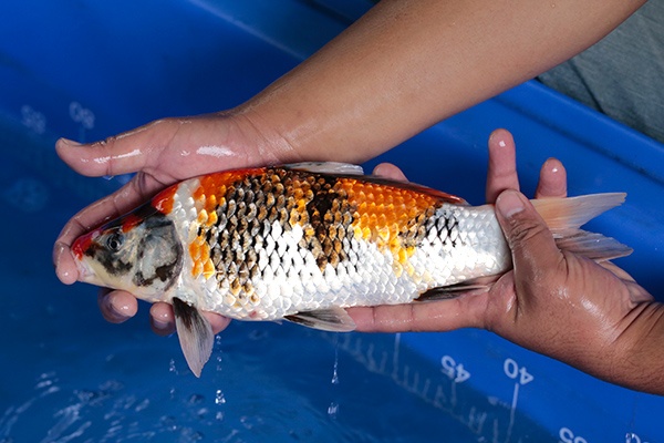 11-昭和三色-34cm-不明-2017年產-3000起標-(強勢-2017產-元大紅白首賣會)-2.jpg.jpg