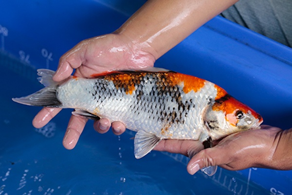 11-昭和三色-34cm-不明-2017年產-3000起標-(強勢-2017產-元大紅白首賣會)-3.jpg.jpg