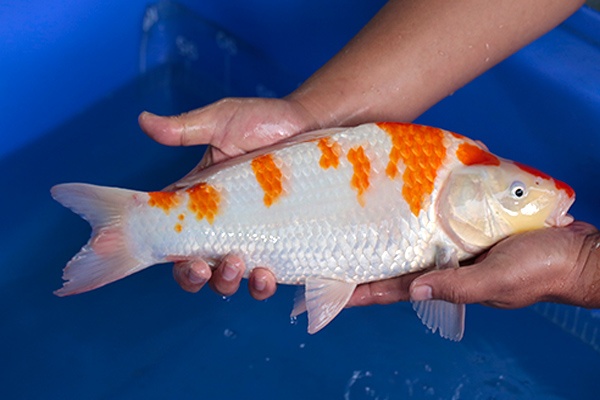 12-紅白(很花)-38cm-母-2017年產-5000起標-(強勢-2017產-元大紅白首賣會)-3.jpg.jpg