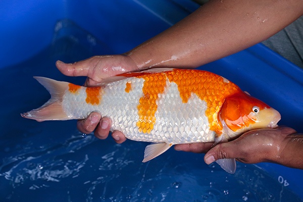 14-紅白-40cm-母-2017年產-5000起標-(強勢-2017產-元大紅白首賣會)-2.jpg