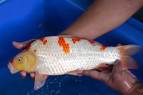 16-紅白(超花)-39cm-母-2017年產-3000起標-(強勢-2017產-元大紅白首賣會)-2.jpg.jpg