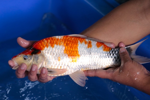 22-昭和三色-38cm-不明-2017年產-3000起標-(強勢-2017產-元大紅白首賣會)-3.jpg.jpg