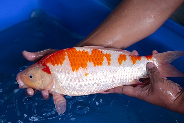 28-紅白-39cm-母-2017年產-3000起標-(強勢-2017產-元大紅白首賣會)-3.jpg