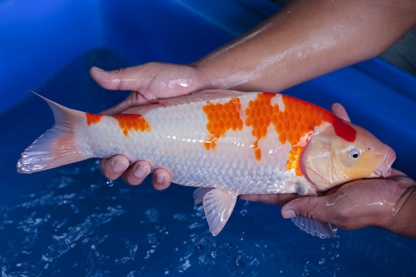 28-紅白-39cm-母-2017年產-3000起標-(強勢-2017產-元大紅白首賣會)-4.jpg