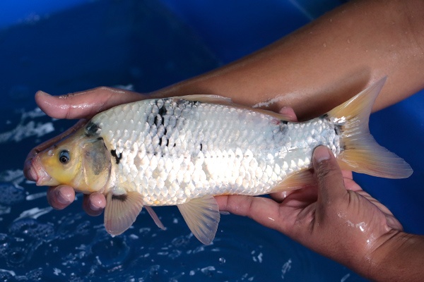 36-白寫-35cm-公-2017年產-2000起標-(強勢-2017產-元大紅白首賣會)-2.jpg