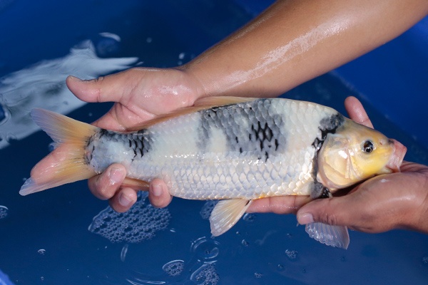 36-白寫-35cm-公-2017年產-2000起標-(強勢-2017產-元大紅白首賣會)-3.jpg