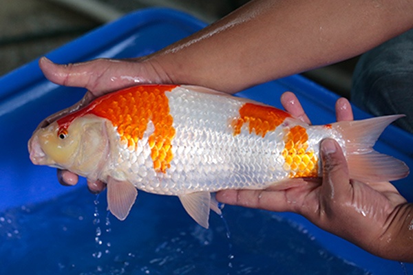 37-紅白-38cm-母-2017年產-5000起標-(強勢-2017產-元大紅白首賣會)-2.jpg