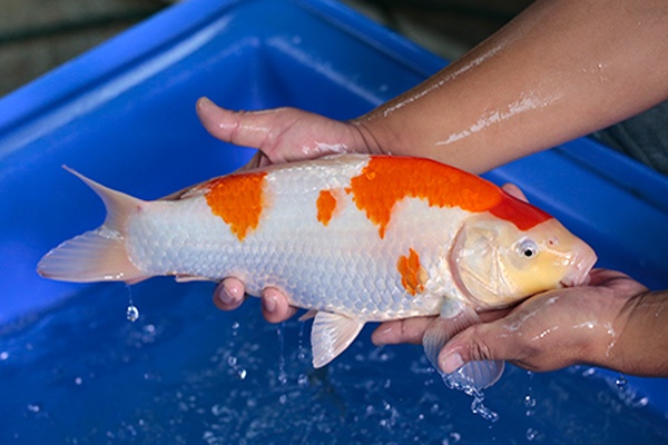 37-紅白-38cm-母-2017年產-5000起標-(強勢-2017產-元大紅白首賣會)-3.jpg