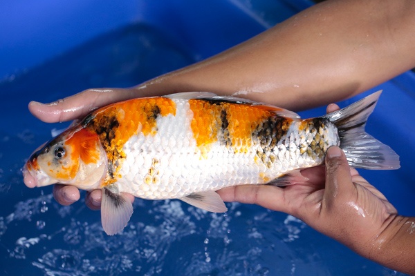 39-昭和三色-38cm-不明-2017年產-3000起標-(強勢-2017產-元大紅白首賣會)-2.jpg.jpg