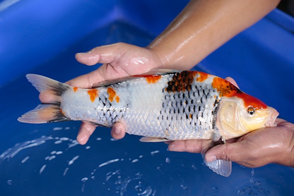 40-昭和三色-37cm-不明-2017年產-3000起標-(強勢-2017產-元大紅白首賣會)-2.jpg.jpg