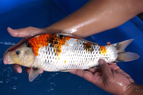 40-昭和三色-37cm-不明-2017年產-3000起標-(強勢-2017產-元大紅白首賣會)-3.jpg.jpg