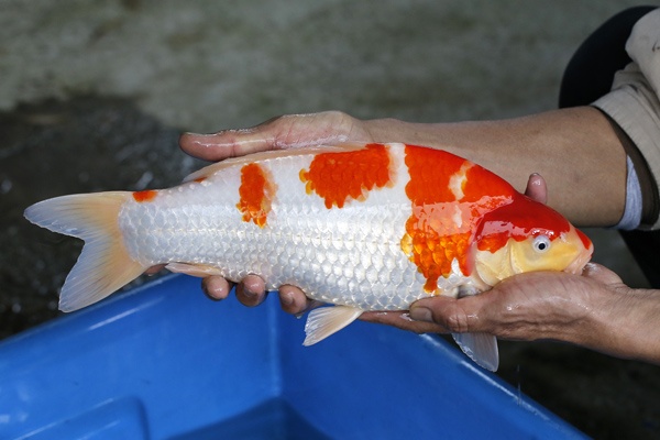 01-紅白-39cm-母-2017年產-5000起標-(強勢II-2017產-元大拍賣會)-2.jpg