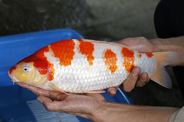 01-紅白-39cm-母-2017年產-5000起標-(強勢II-2017產-元大拍賣會)-3.jpg