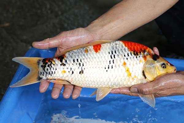 03-昭和三色-37cm-母-2017年產-10000起標-(強勢II-2017產-元大拍賣會)-2.jpg